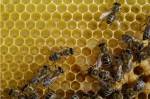 Κηρήθρα με μέλισσες